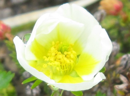 チングルマの花.JPG